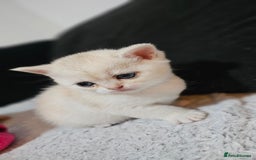 British Shorthair cats for sale: British Shorthair Kittens – Golden & Silver Shaded - Image 36