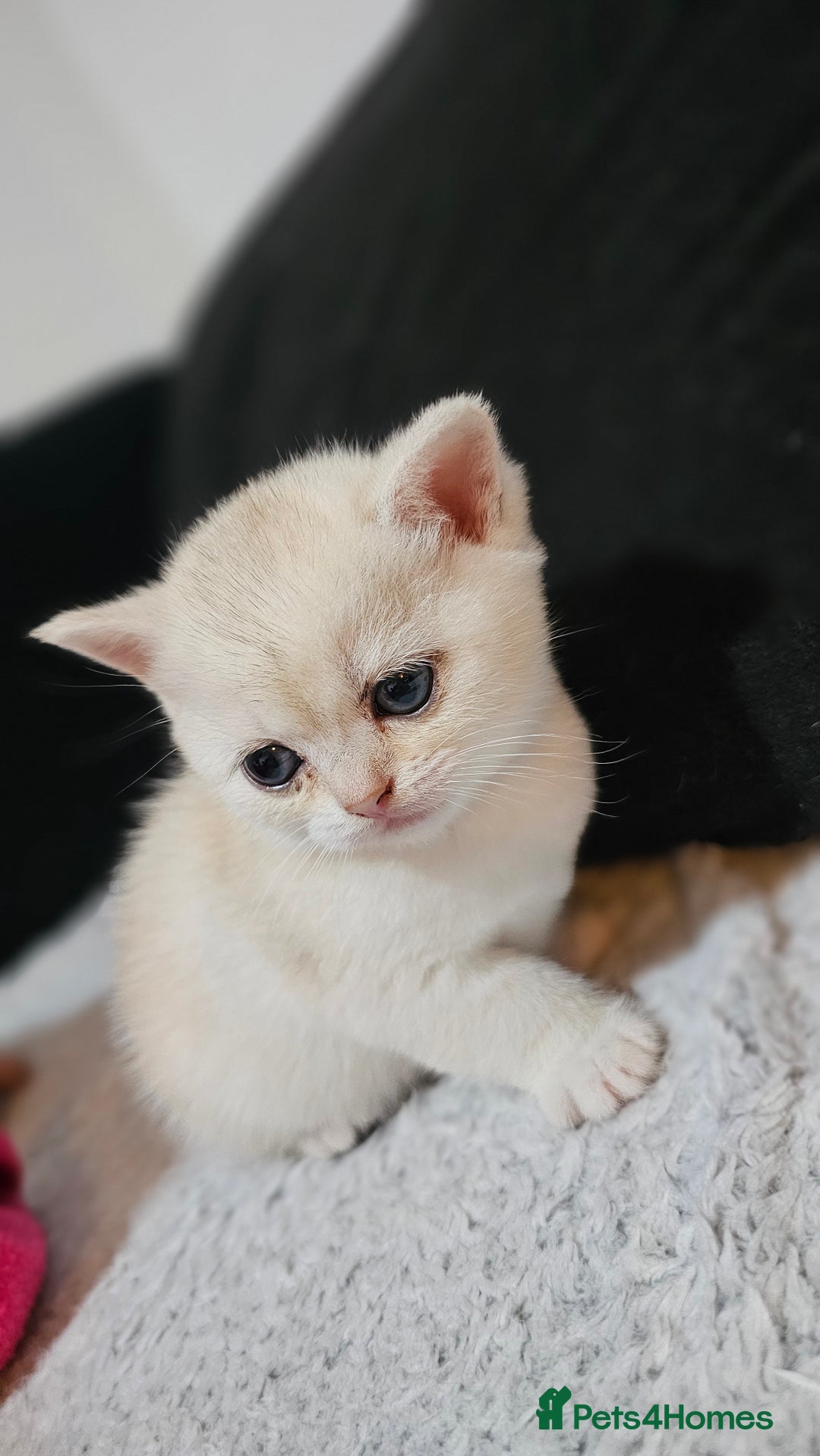 British Shorthair cats for sale: British Shorthair Kittens – Golden & Silver Shaded - Image 36