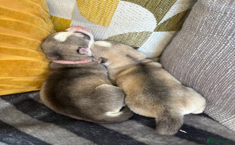 Siberian Husky dogs - Advert 2