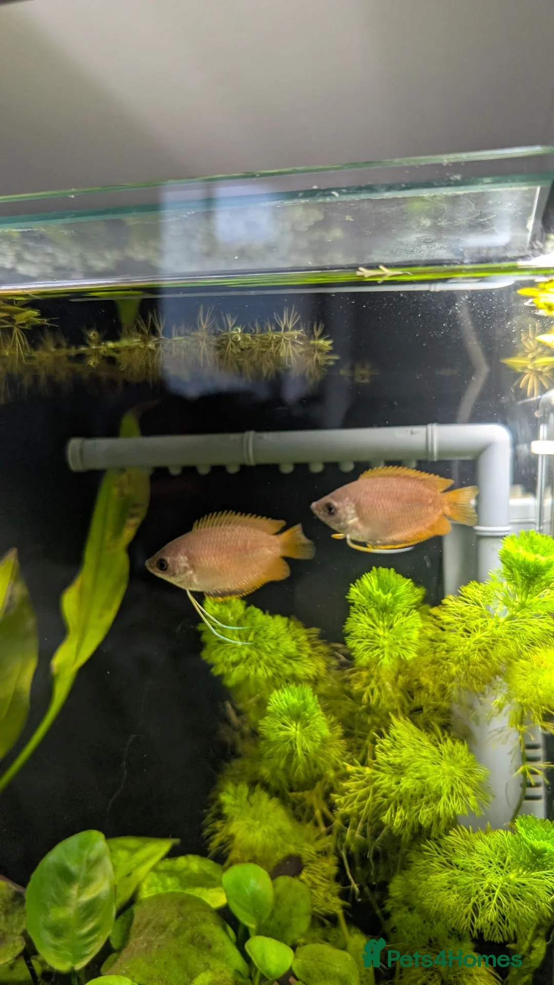 Gouramis fish for sale: 3x Honey gourami   in Totnes - Advert 2