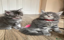 Maine Coon cats for sale: First Litter 6 Pure Maine Coon Kittens - Image 25