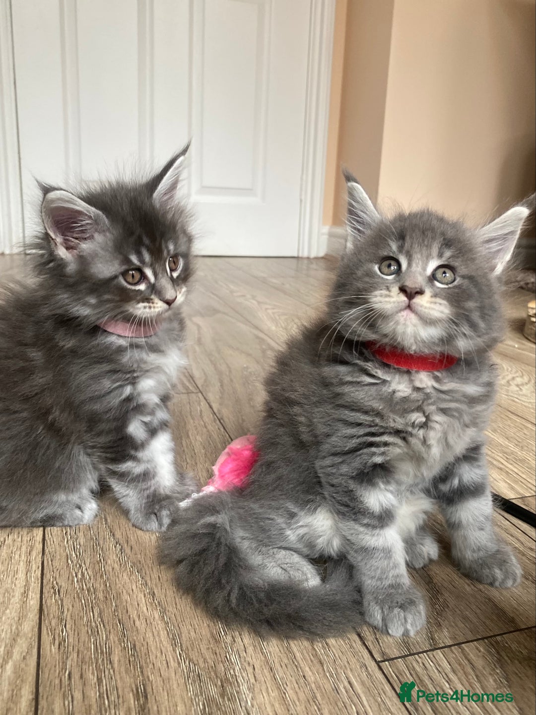 Maine Coon cats for sale: First Litter 6 Pure Maine Coon Kittens - Image 25