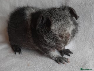 Guinea Pig rodents Skinny pigs + werewolfs .Various ages + prices. - Advert 3