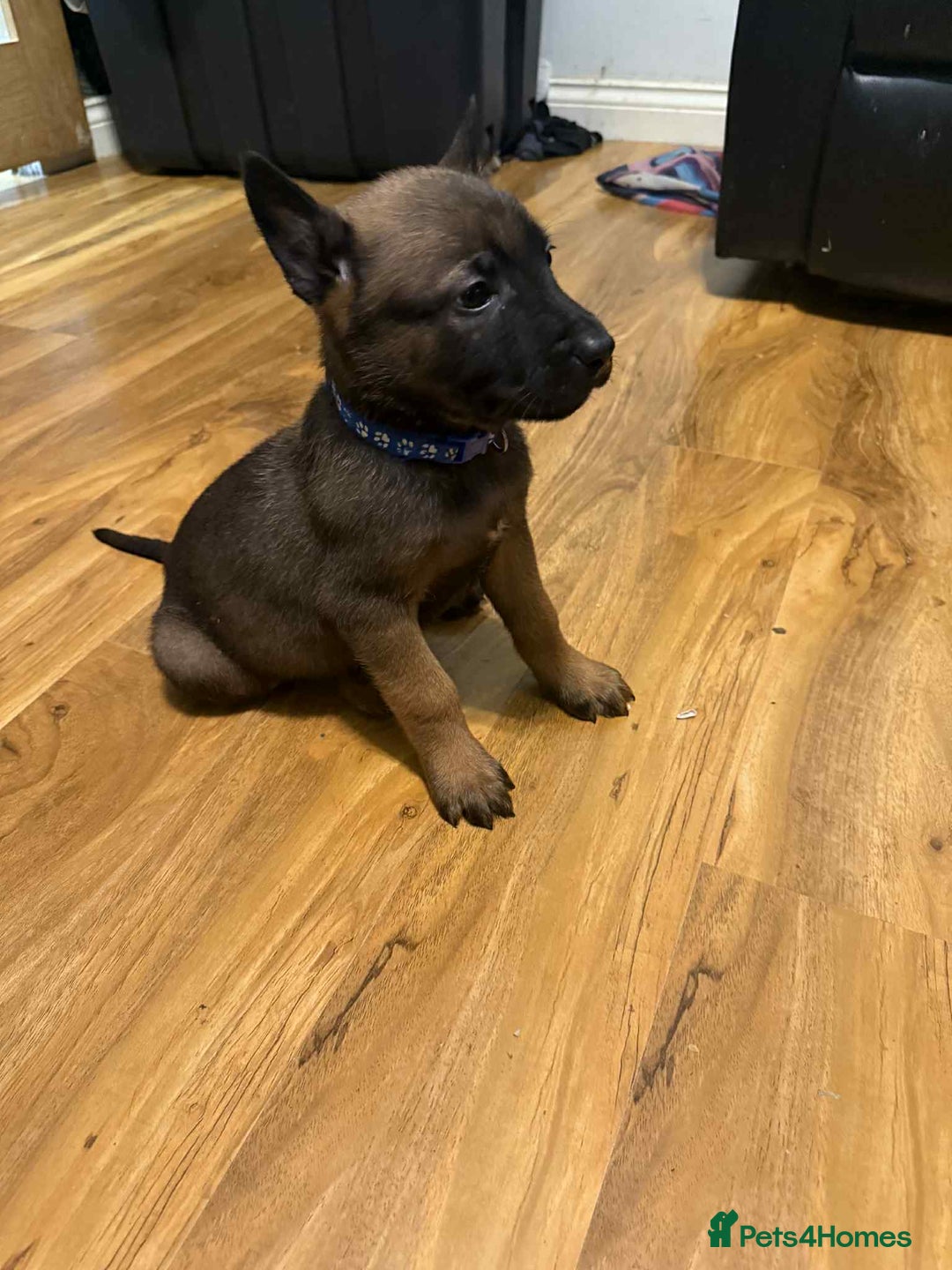 Belgian Shepherd Dog dogs for sale: belgian malinois - Advert 6