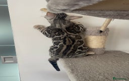 Bengal cats for sale: 🏡Stunning Tica registered Bengal Kittens  🐾 - Image 39