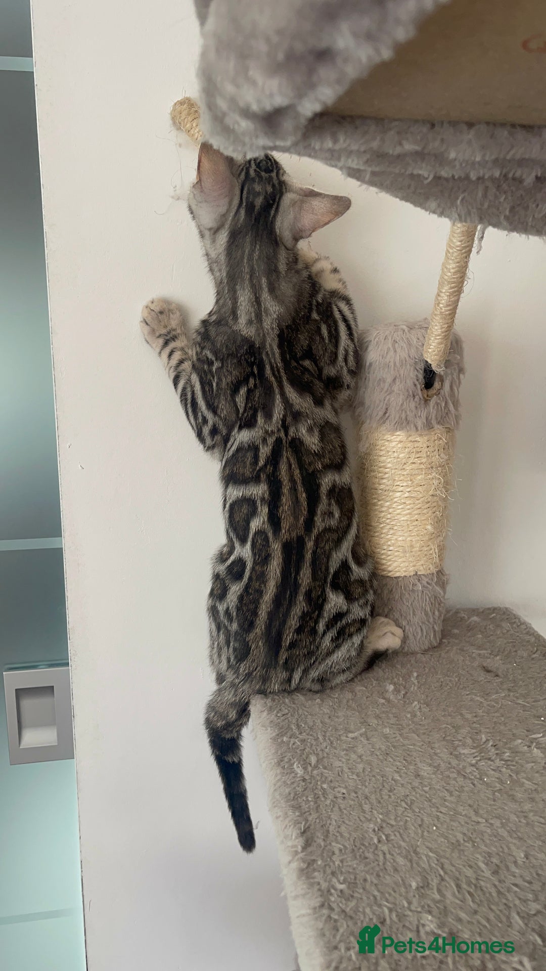 Bengal cats for sale: 🏡Stunning Tica registered Bengal Kittens  🐾 - Image 39