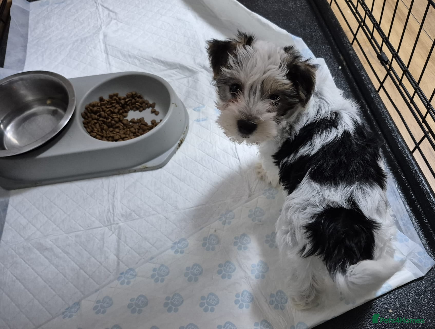 Biewer Terrier dogs Yorkshire Biewier terrier  - Advert 2