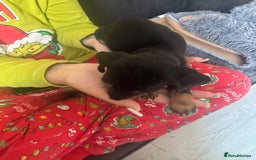Chihuahua dogs for sale: Miniature dashshund Only 8 weeks old - Image 13