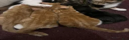 Mixed Breed cats for sale: 4 kittens in need of a loving family - Advert 18