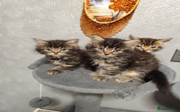 Mixed Breed cats for sale: Beautiful kittens ready for new home - Image 2