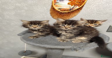 Mixed Breed cats - Advert 13
