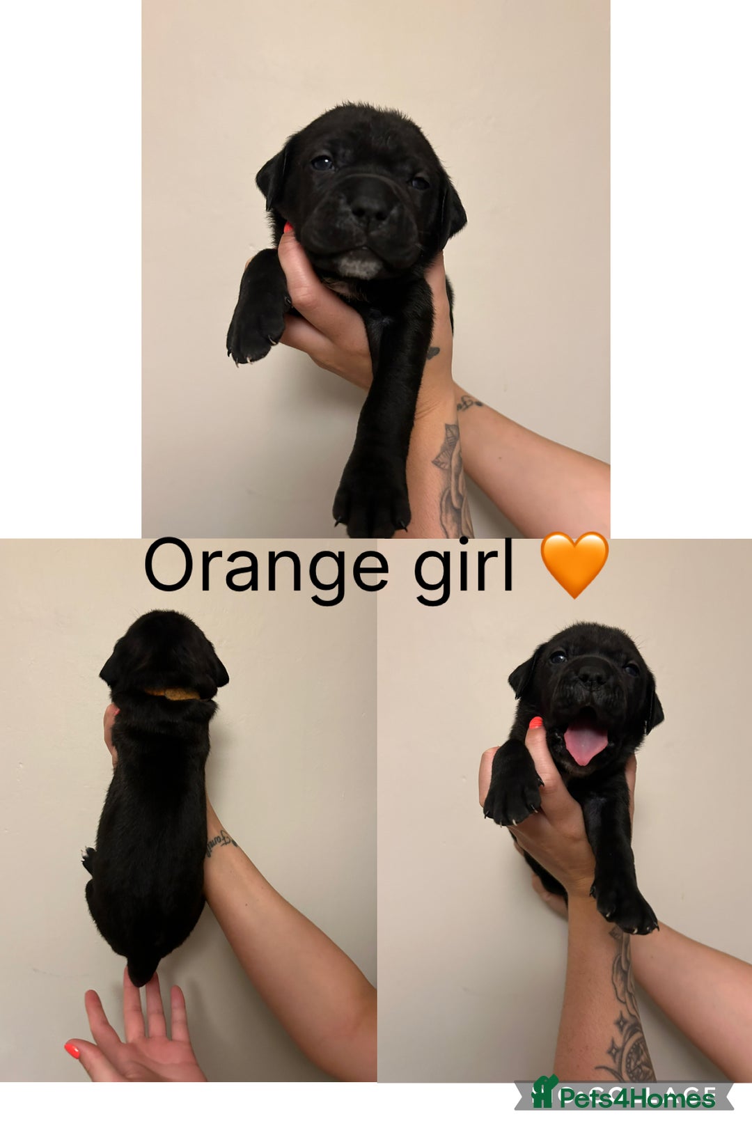 Cane Corso dogs for sale: Cane corso puppies  - Image 9