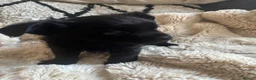 Chihuahua dogs for sale: Absolutely gorgeous chihuahua pups - Advert 9