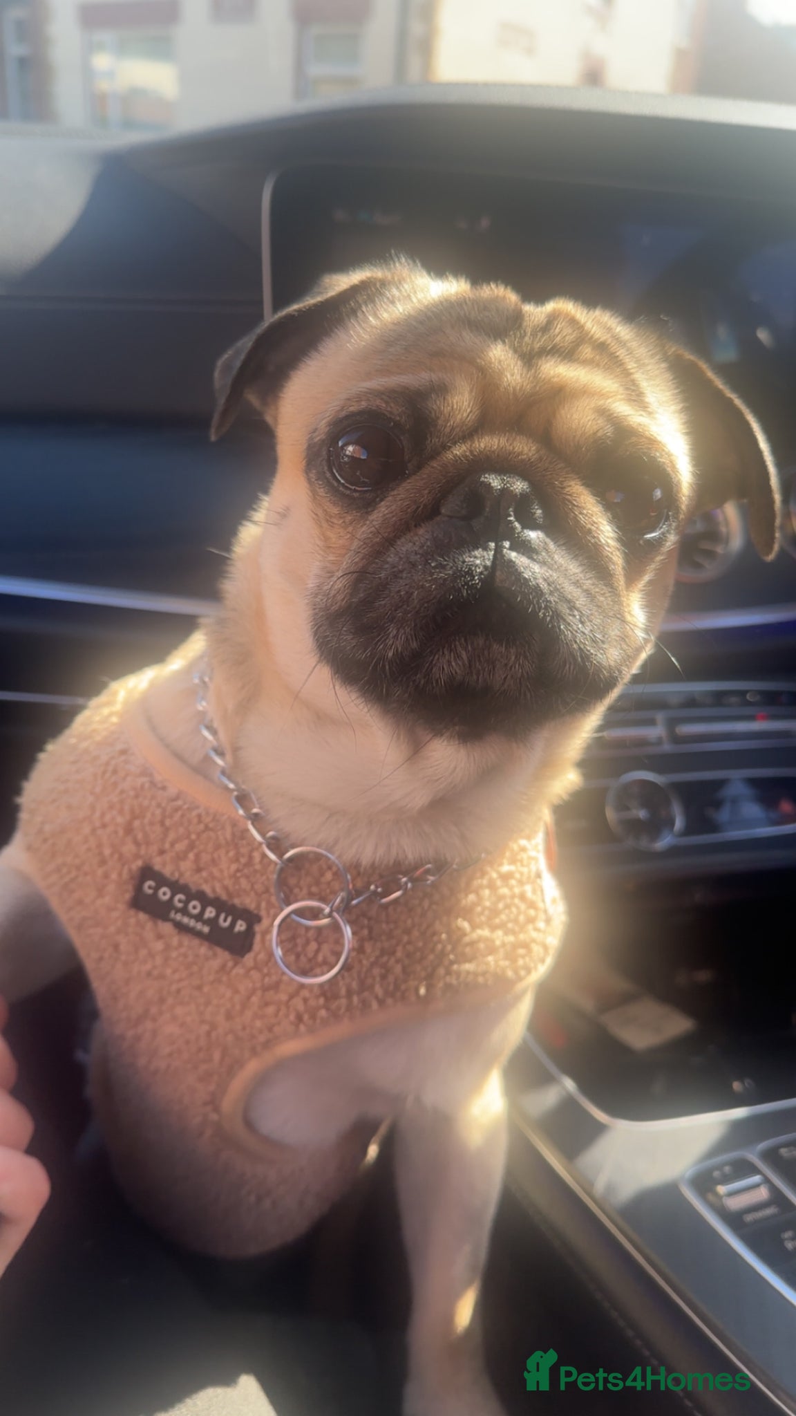 Pug dogs for stud: Pug to breed  - Advert 7