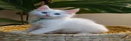 Maine Coon cats for sale: Exceptional XL Maine coons ⭐READY TO LEAVE⭐ - Advert 12
