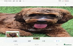 Cockapoo dogs for stud: Handsome Cockapoo for stud - Image 2