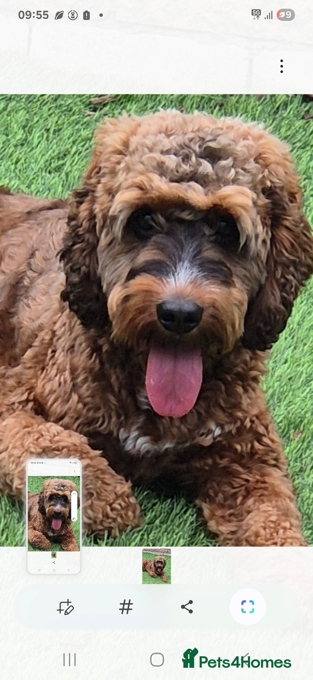 Cockapoo dogs for stud: Handsome Cockapoo for stud - Image 2