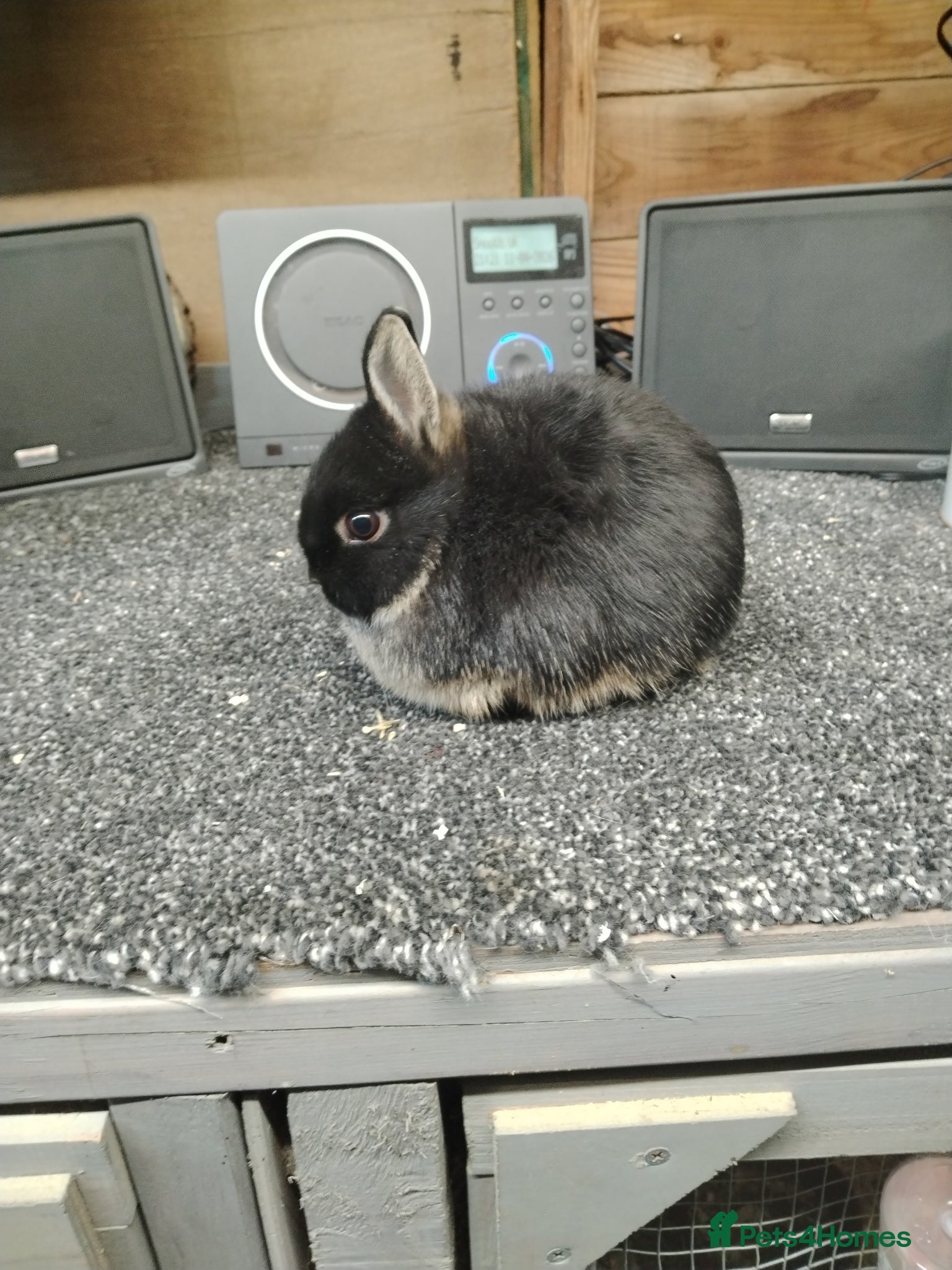 Netherland Dwarf rabbits Baby Netherlands dwarfs - Advert 8