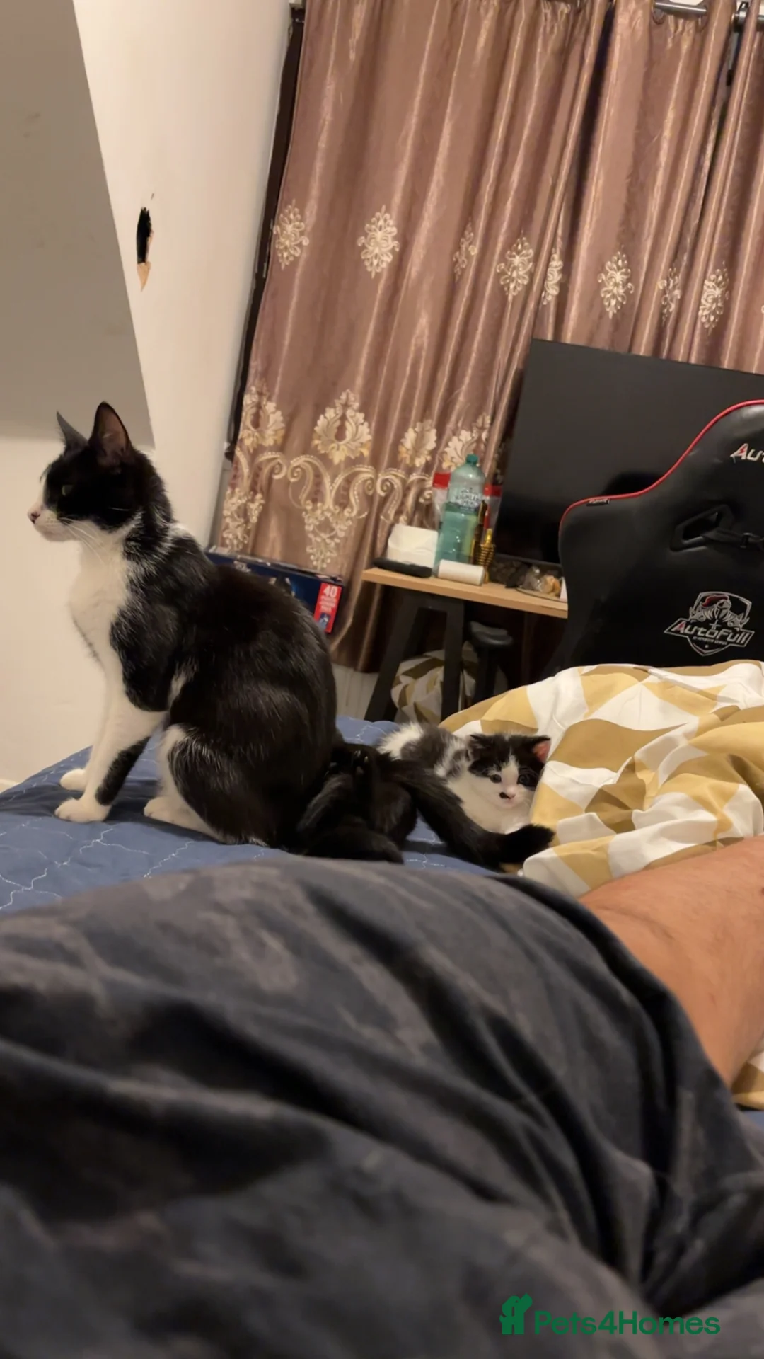 Mixed Breed cats for sale: 5 month old kittens very fun in Harrow - Advert 5
