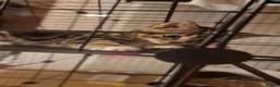 British Shorthair cats for sale: Gorgeous Kittens - Advert 2