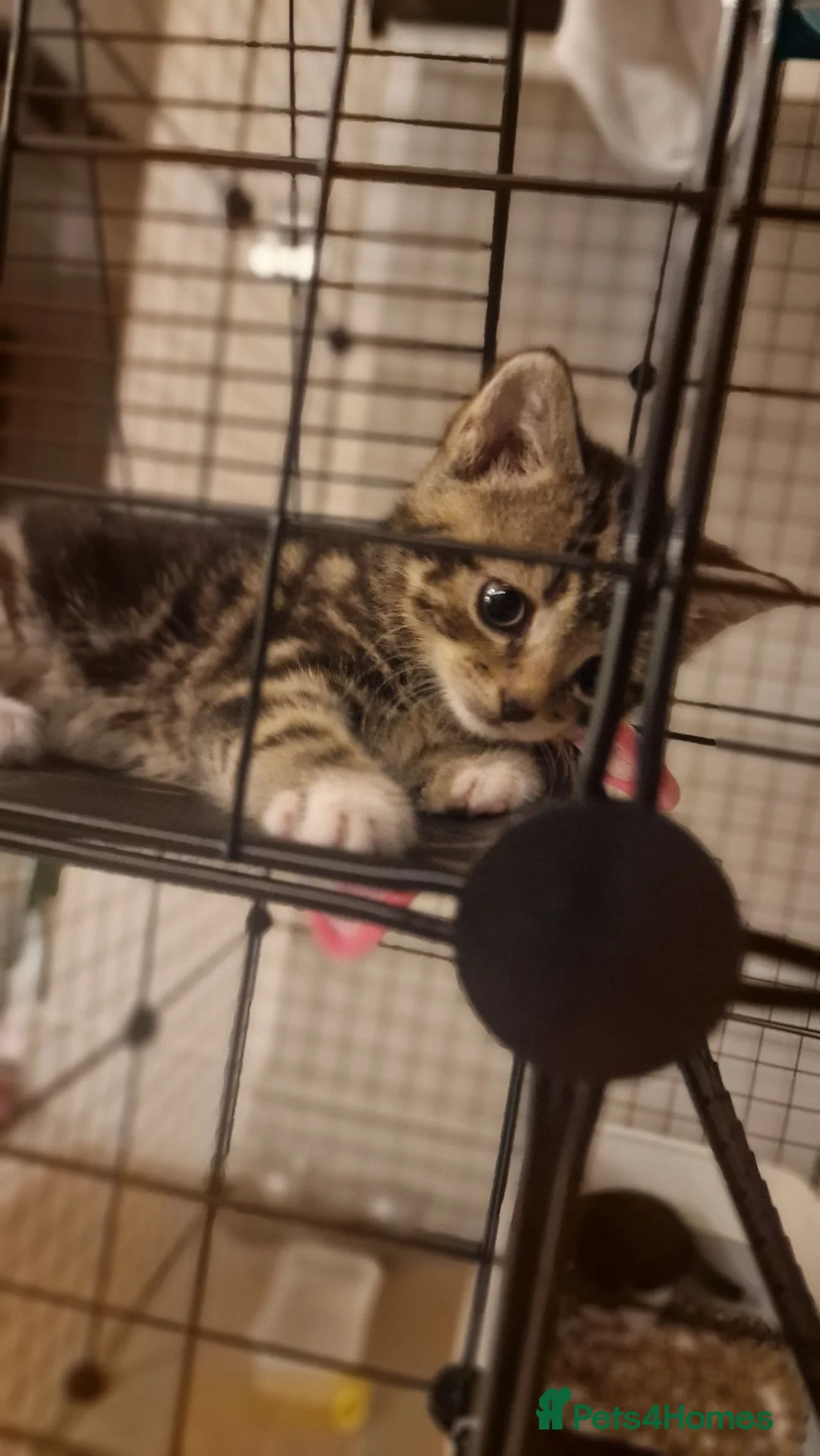 British Shorthair cats for sale: Gorgeous Kittens - Advert 2