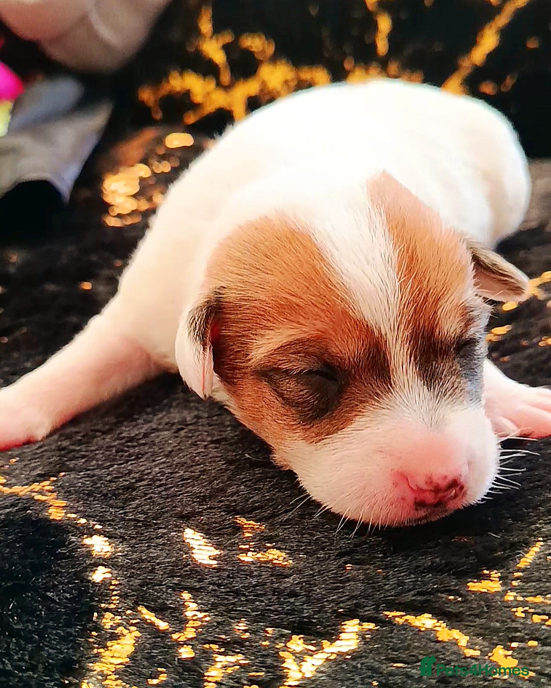 Jack Russell dogs for sale: 🤎🐶 Adorable Jack Russell Terrier Puppies✨ - Advert 11