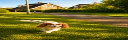 Cavalier King Charles Spaniel dogs for sale: Beautiful KC reg 1 year old girl - Advert 6