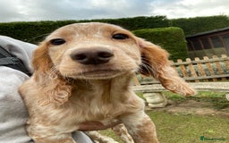 Cocker Spaniel dogs for sale: Working cocker spaniels puppies  - Image 10