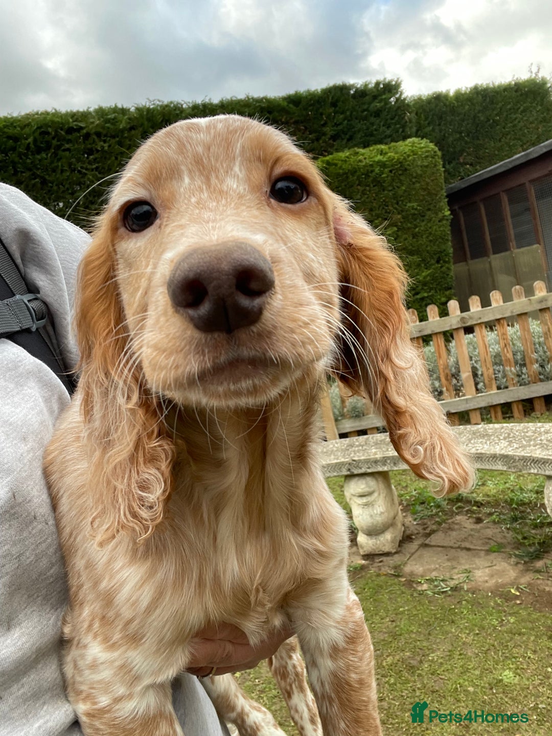 Cocker Spaniel dogs for sale: Working cocker spaniels puppies  - Image 10