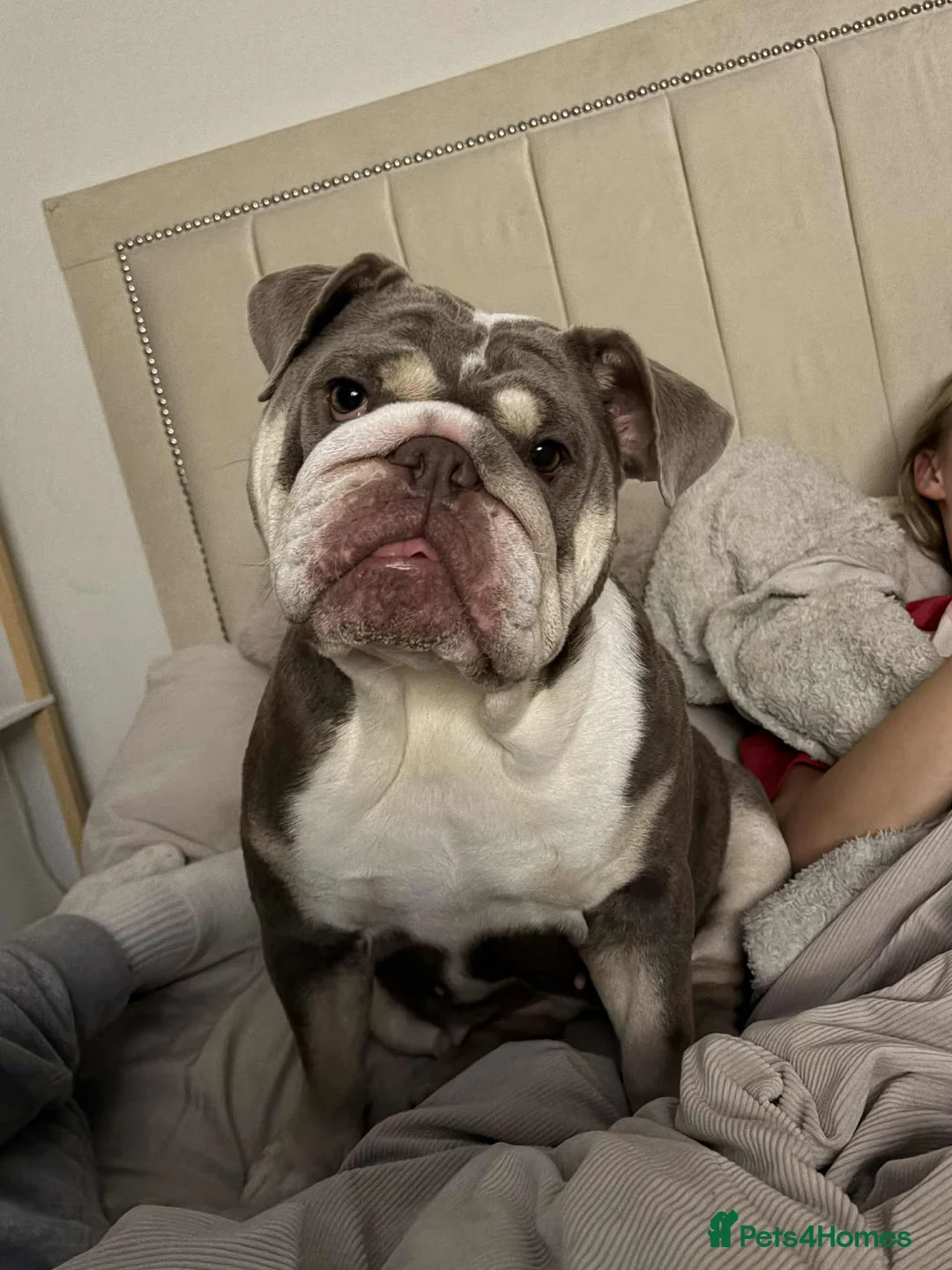English Bulldog dogs for sale: 2 Female English Bulldogs (sisters) in Wimborne - Advert 3