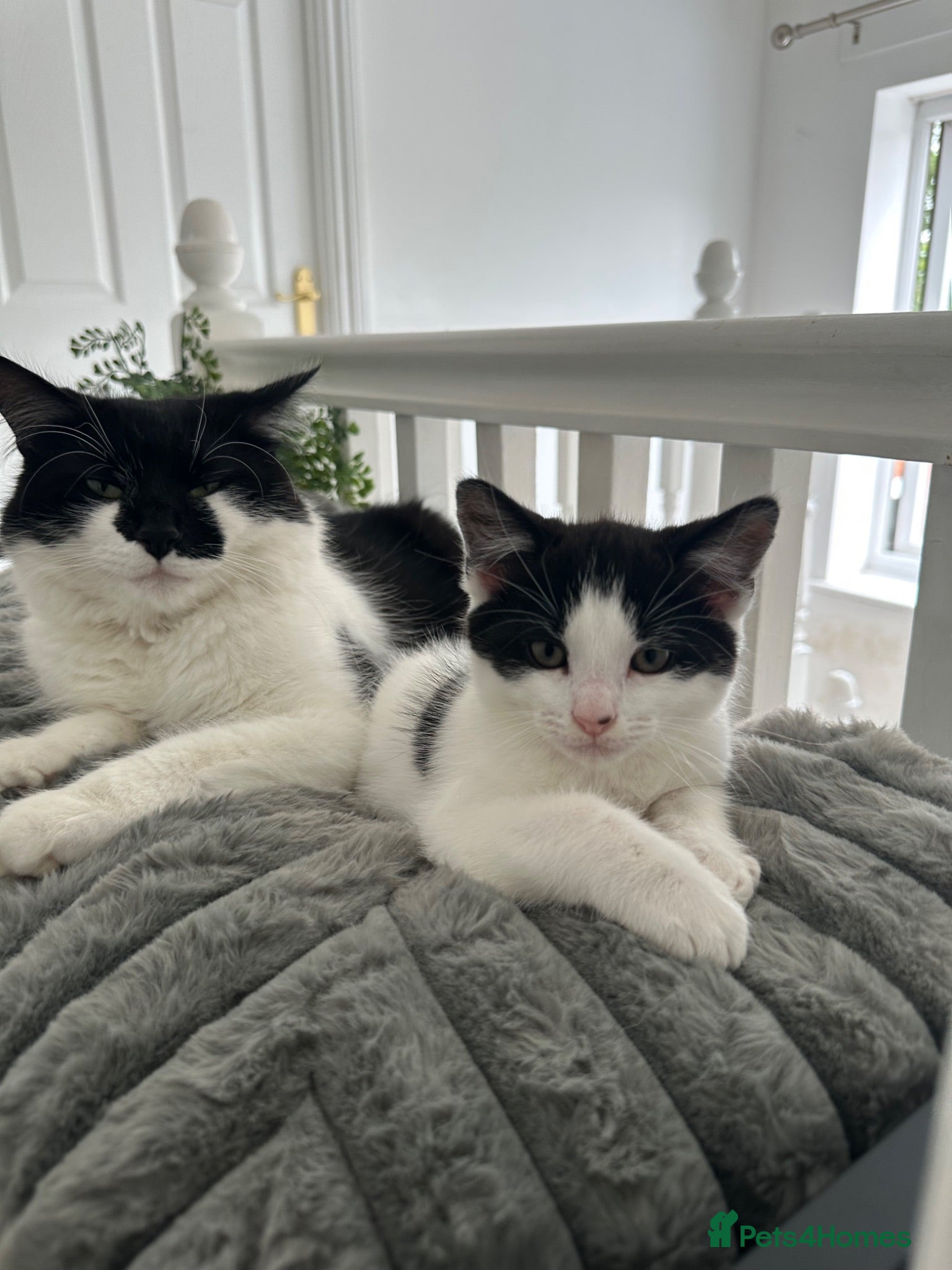 Mixed Breed cats 1 REMAINING | KITTEN 4 | MALE £50 - Advert 3