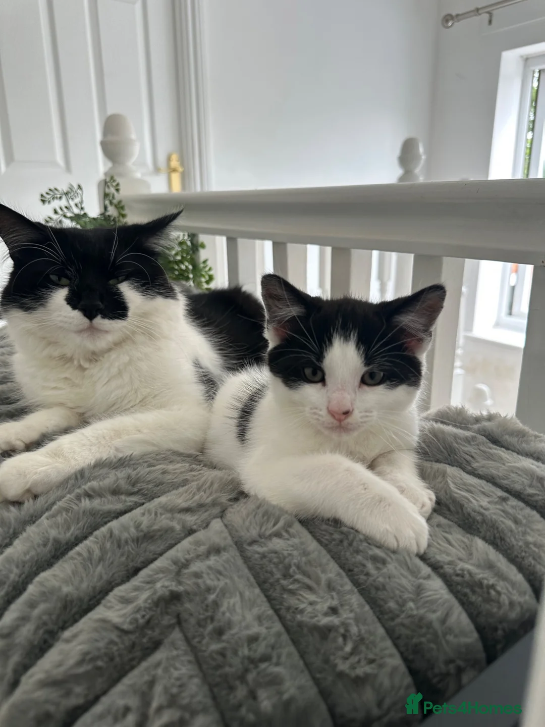 Mixed Breed cats for sale: 1 REMAINING | KITTEN 4 | MALE £50 - Advert 1