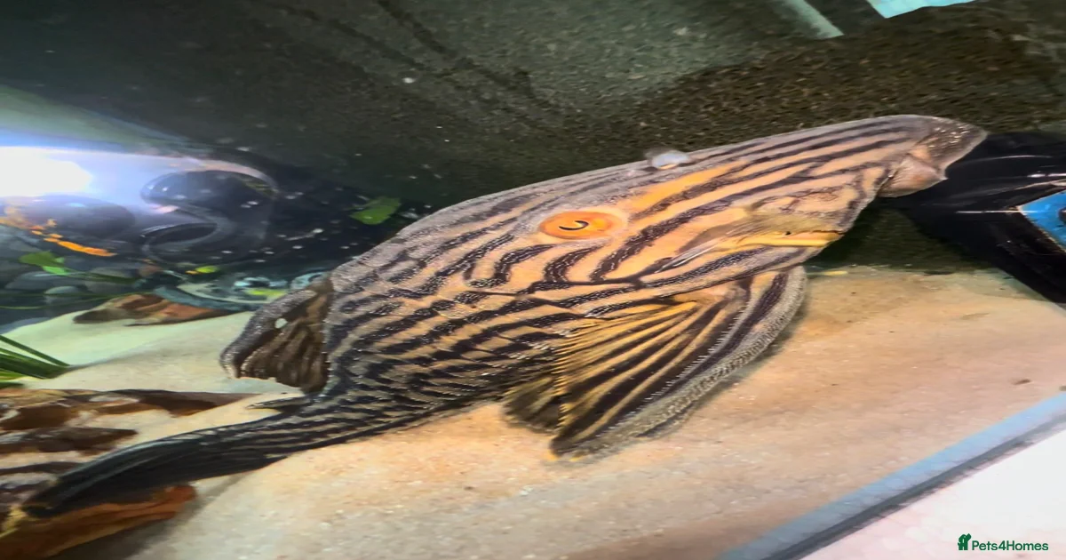 Plecos Fish for sale | Pets4Homes