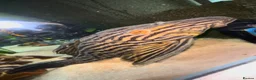 Plecos fish for sale: Watermelon Panaque Pleco L330 in Manchester - Advert 1