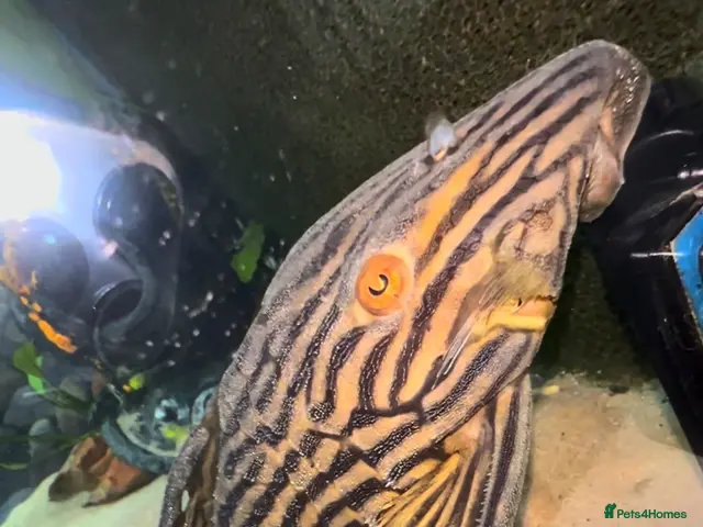 Plecos fish Watermelon Panaque Pleco L330 - Advert 1