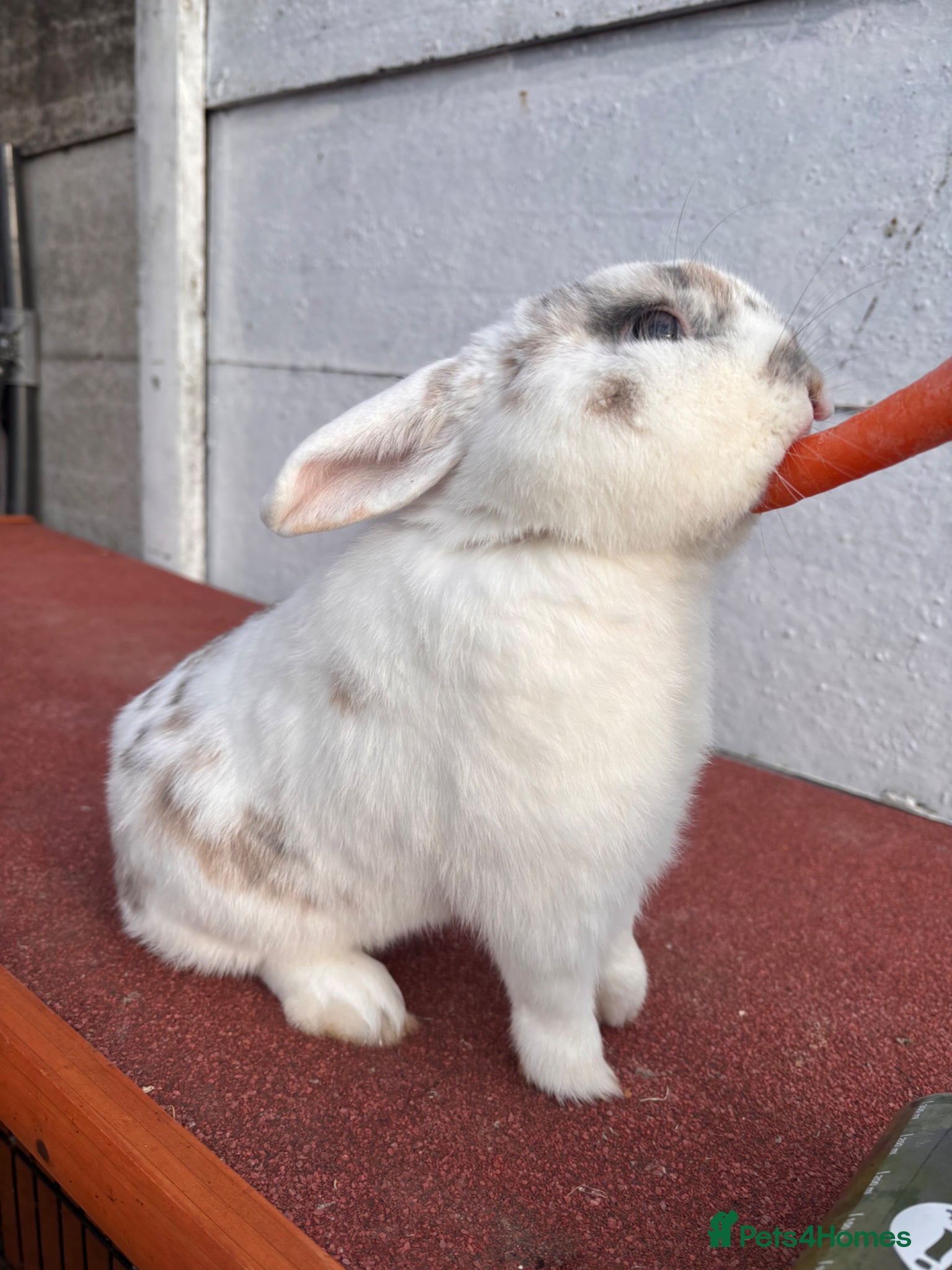 Mini Lop rabbits Male rabbit for sale  - Advert 3