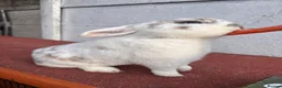 Mini Lop rabbits for sale: Male rabbit for sale  in Stourbridge - Advert 1