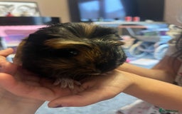 Guinea Pig rodents for sale: Baby male and female - Image 5