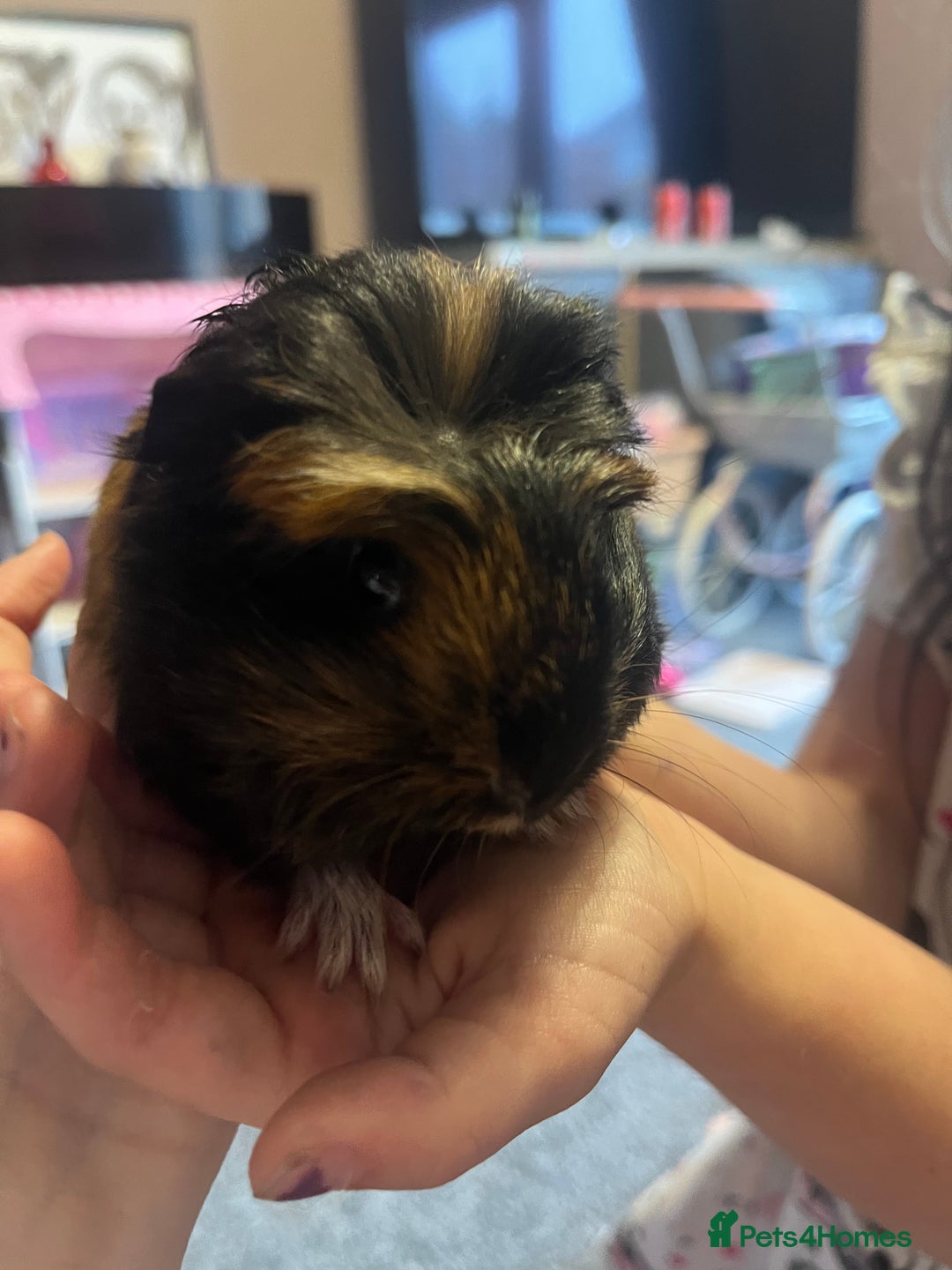 Guinea Pig rodents for sale: Baby male and female - Image 5
