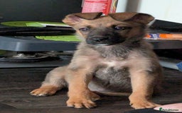 Mixed Breed dogs for sale: Malinois rotti cross puppy’s for sale - Image 3