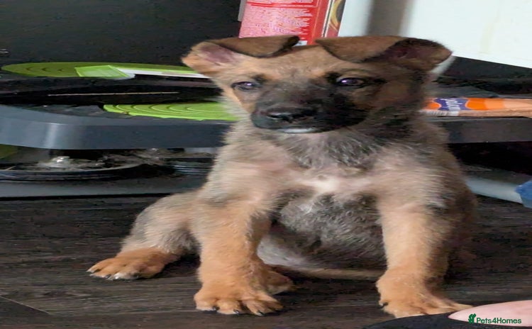 Mixed Breed dogs - Advert 2