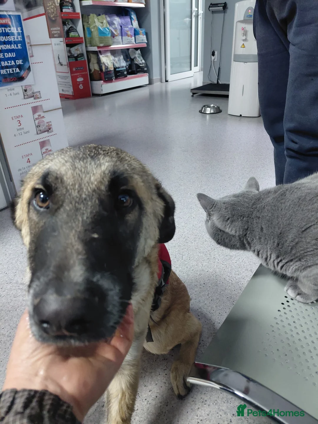 Mixed Breed dogs for adoption: 💛MILO💛 – a handsome puppy boy for a Loving Home - Advert 3