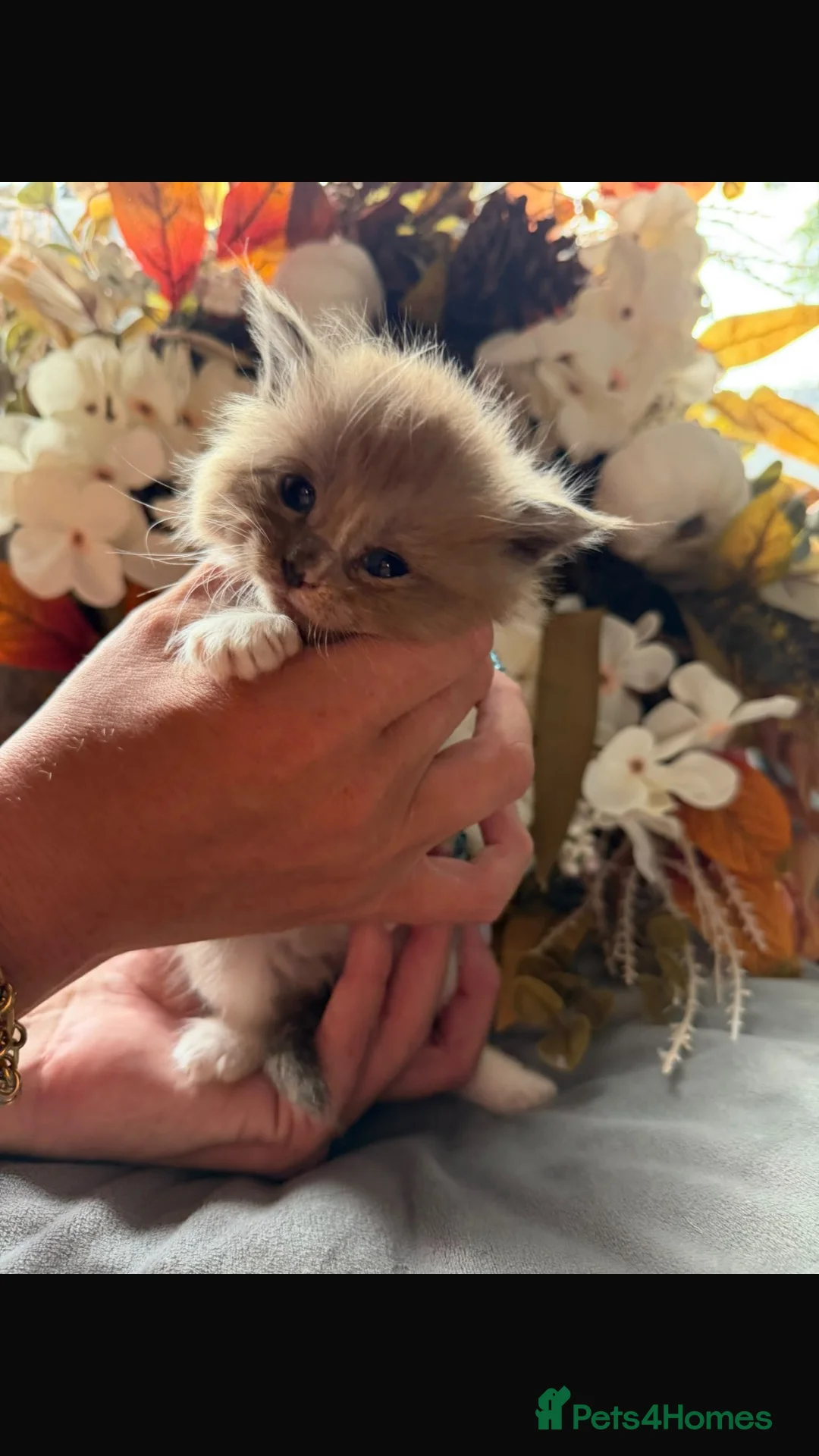 Maine Coon cats for sale: autumn maincoons🍁🎃 - Advert 2