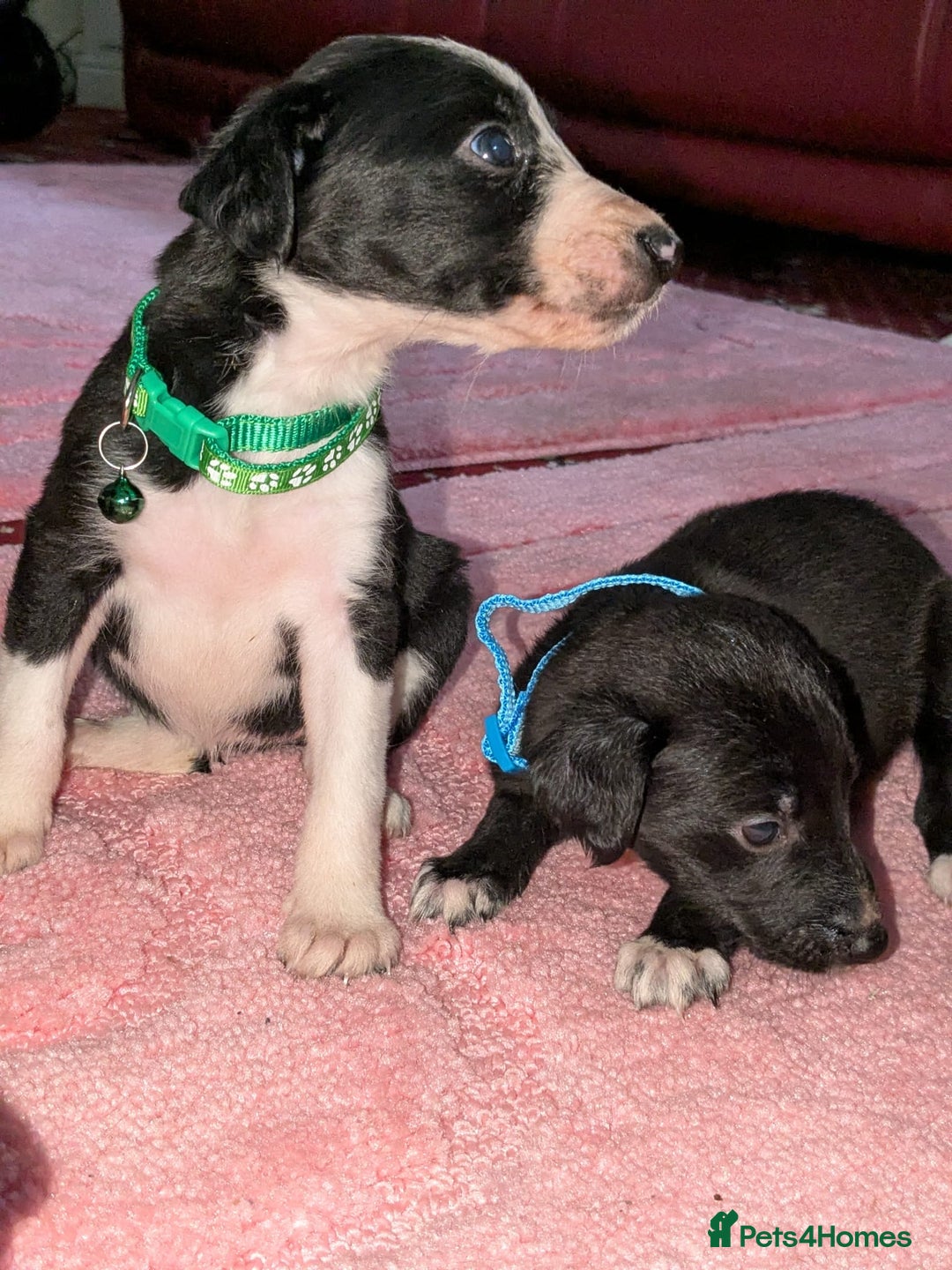 Mixed Breed dogs for sale: Saluki whippets  - Image 7