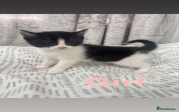 Mixed Breed cats for sale: Beautiful kittens for sale  - Image 12