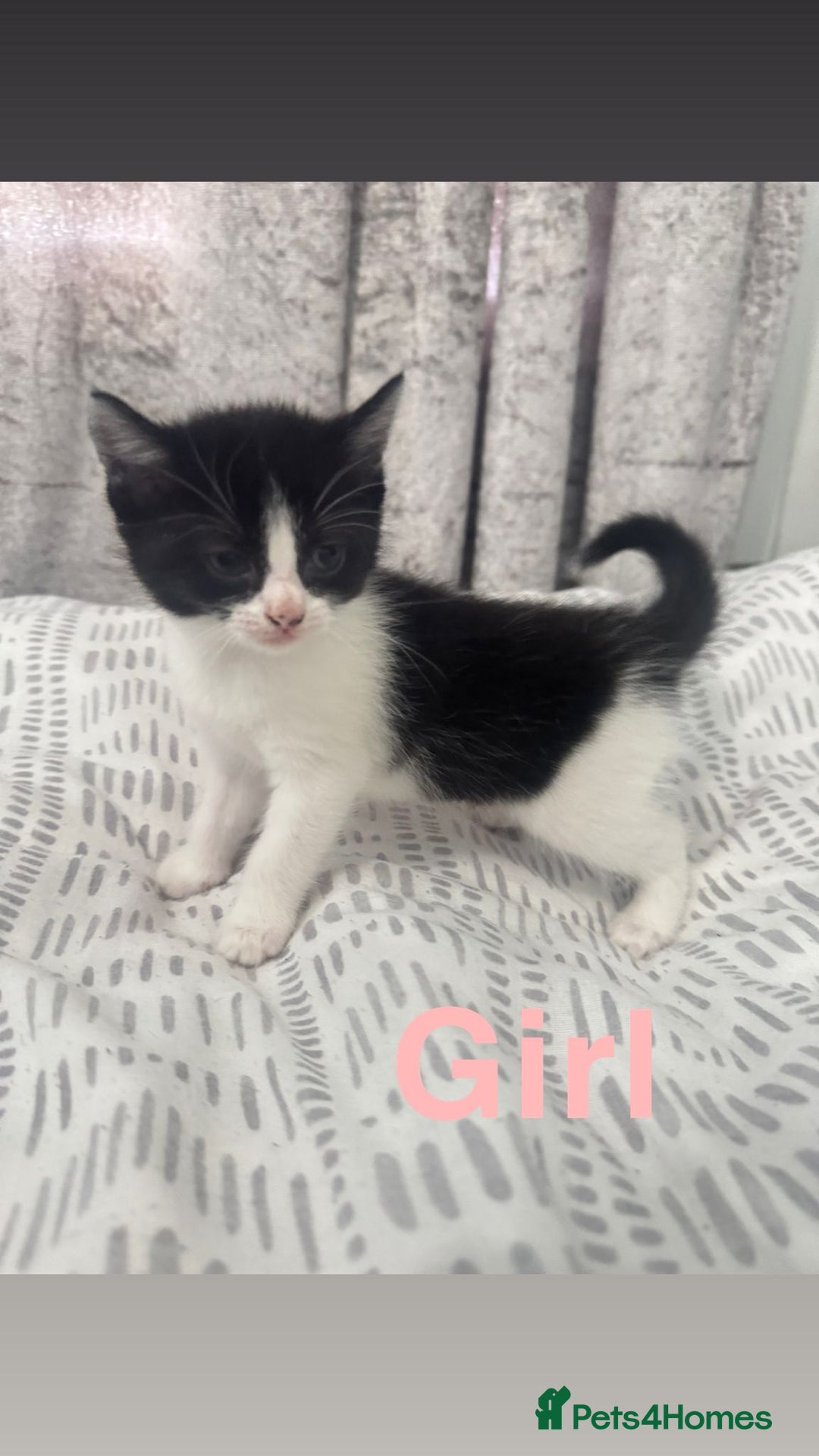 Mixed Breed cats for sale: Beautiful kittens for sale  - Image 12