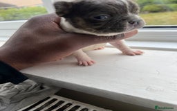 French Bulldog dogs for sale: Two gorgeous French puppies  - Image 3