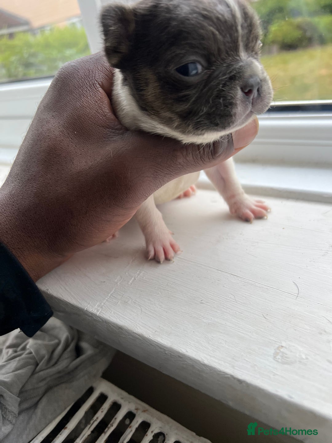 French Bulldog dogs for sale: Two gorgeous French puppies  - Image 3