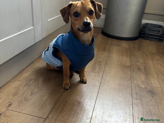 Chiweenie dogs Beautiful Boy Milo - Advert 1