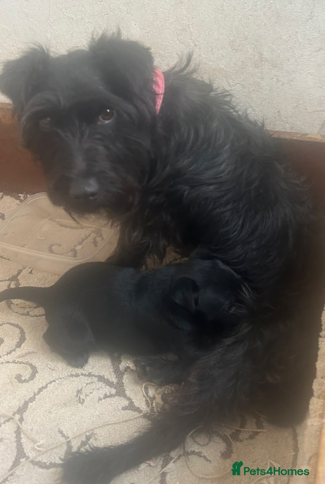 Patterdale Terrier dogs Patterdale girl puppy last one remaining - Advert 1